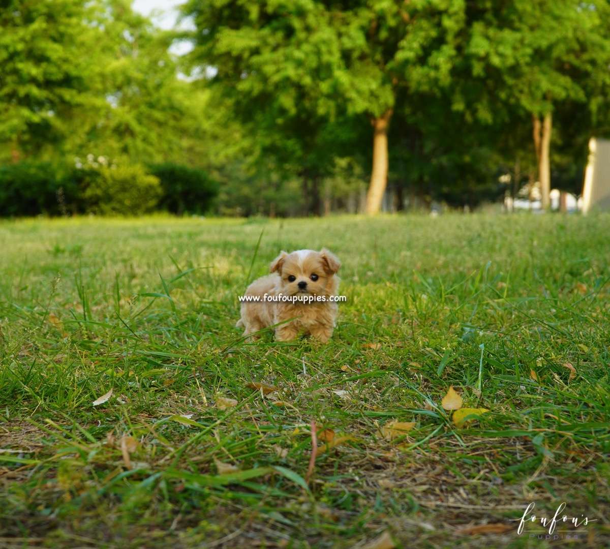 Chanel - Pomeranian F.