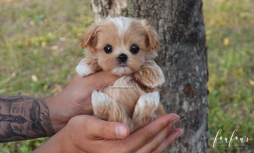 Kenzo - Maltipoo M.