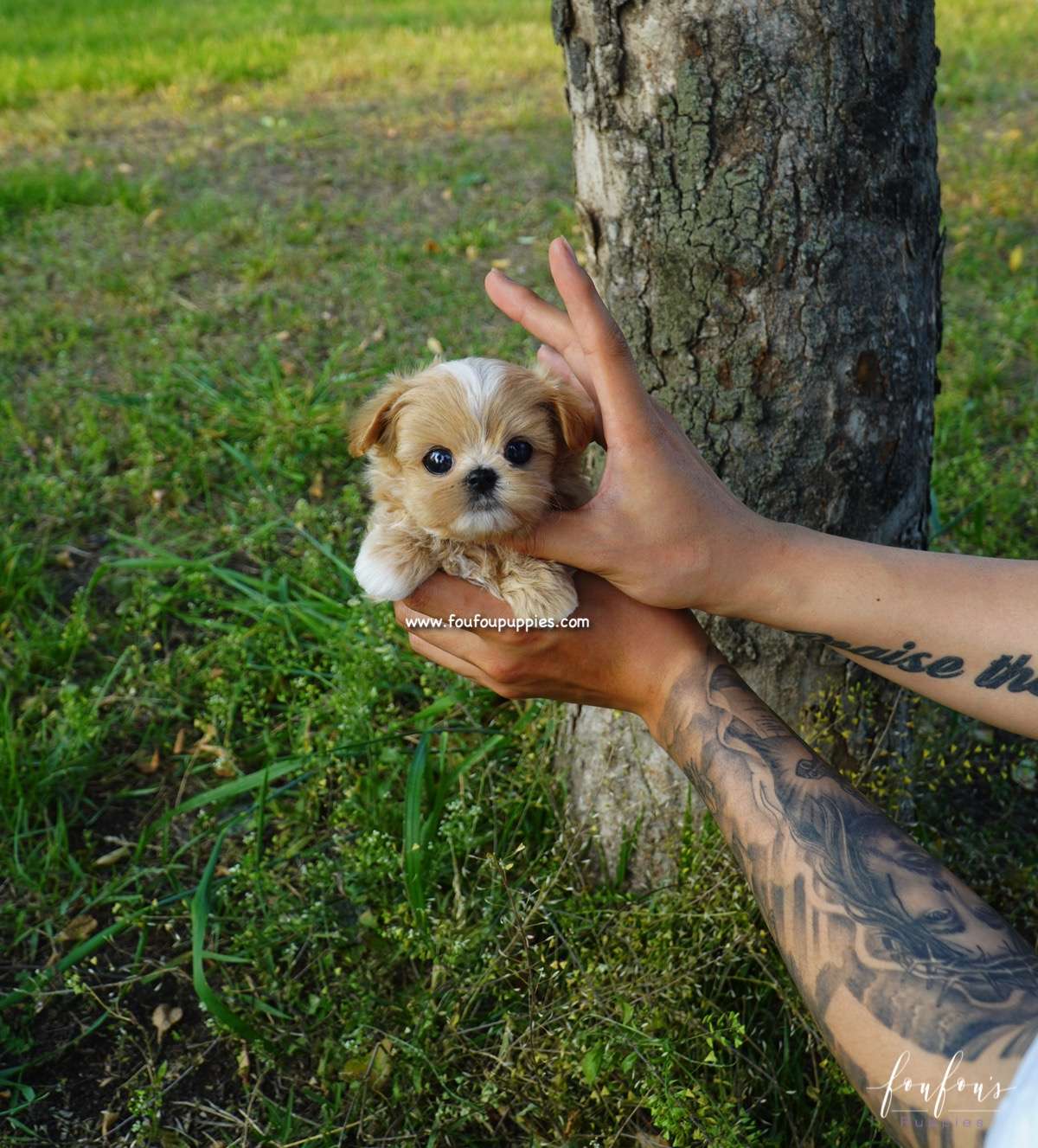 Kenzo - Maltipoo M.