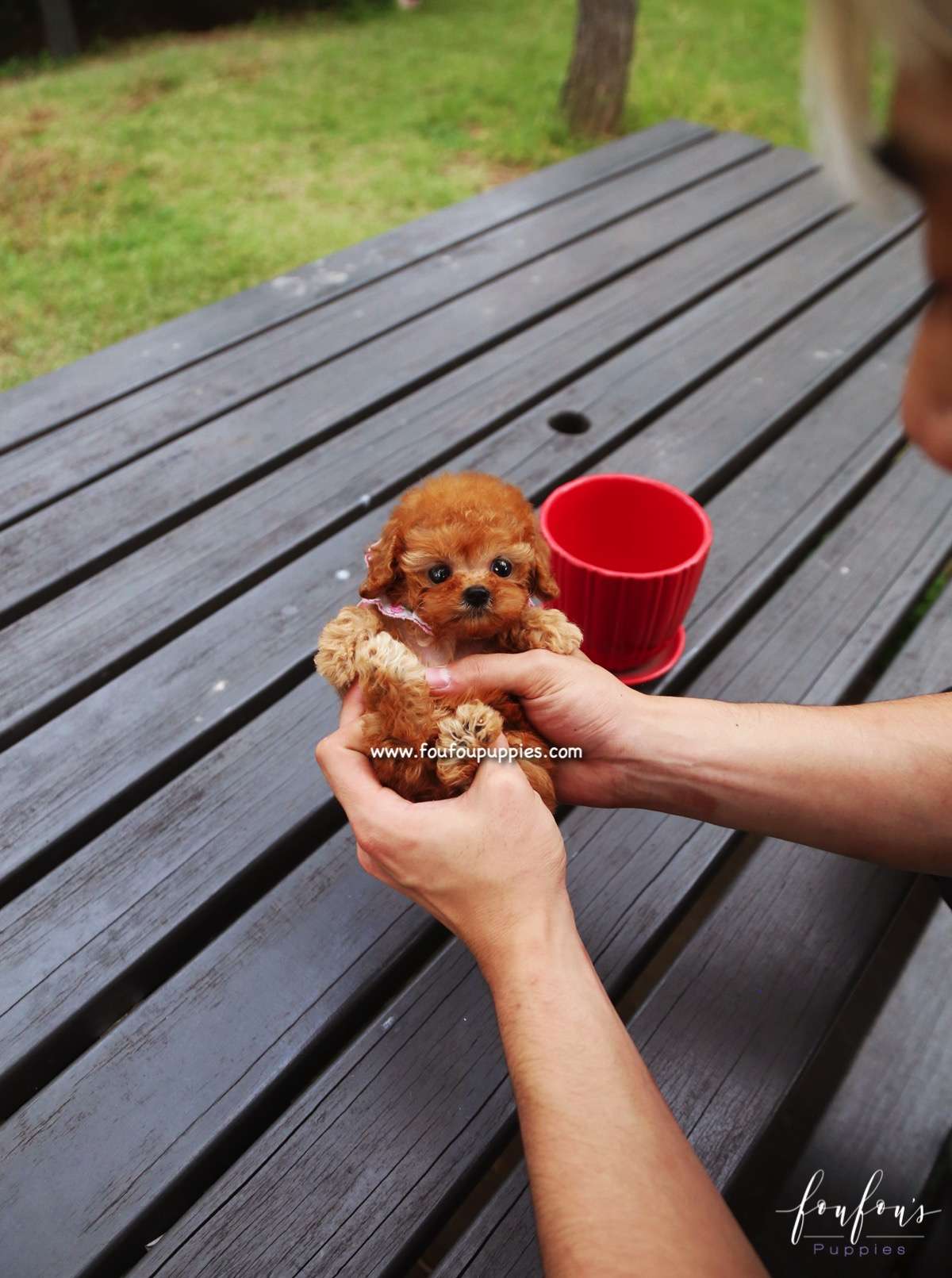 Keto - Poodle M.