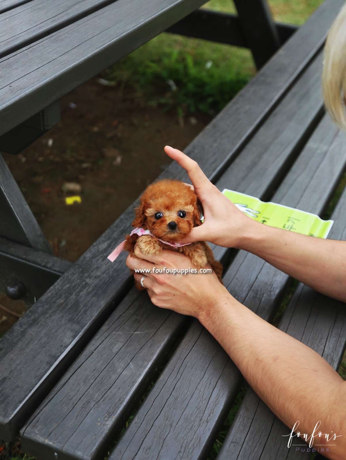 Keto - Poodle M.