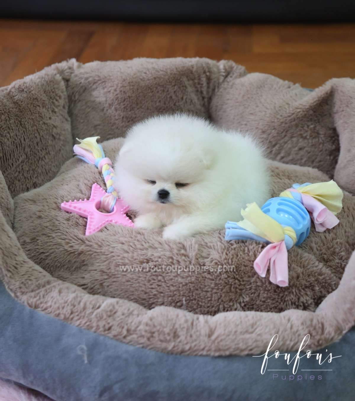 Chloe - Pomeranian F.