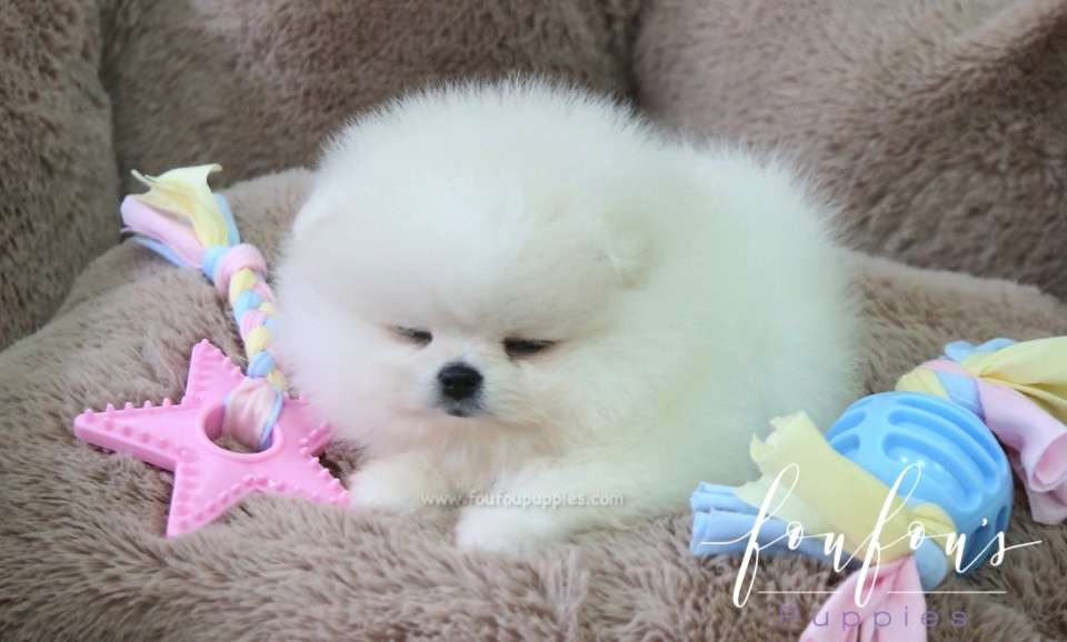 Chloe - Pomeranian F.