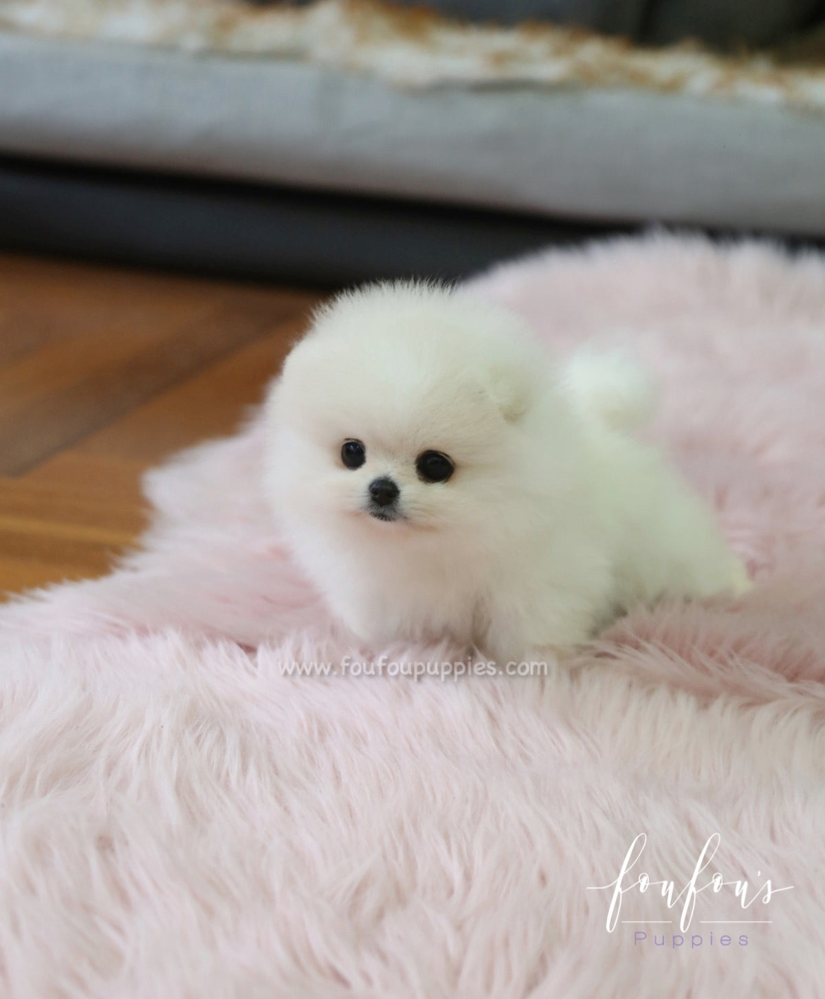 Chloe - Pomeranian F.