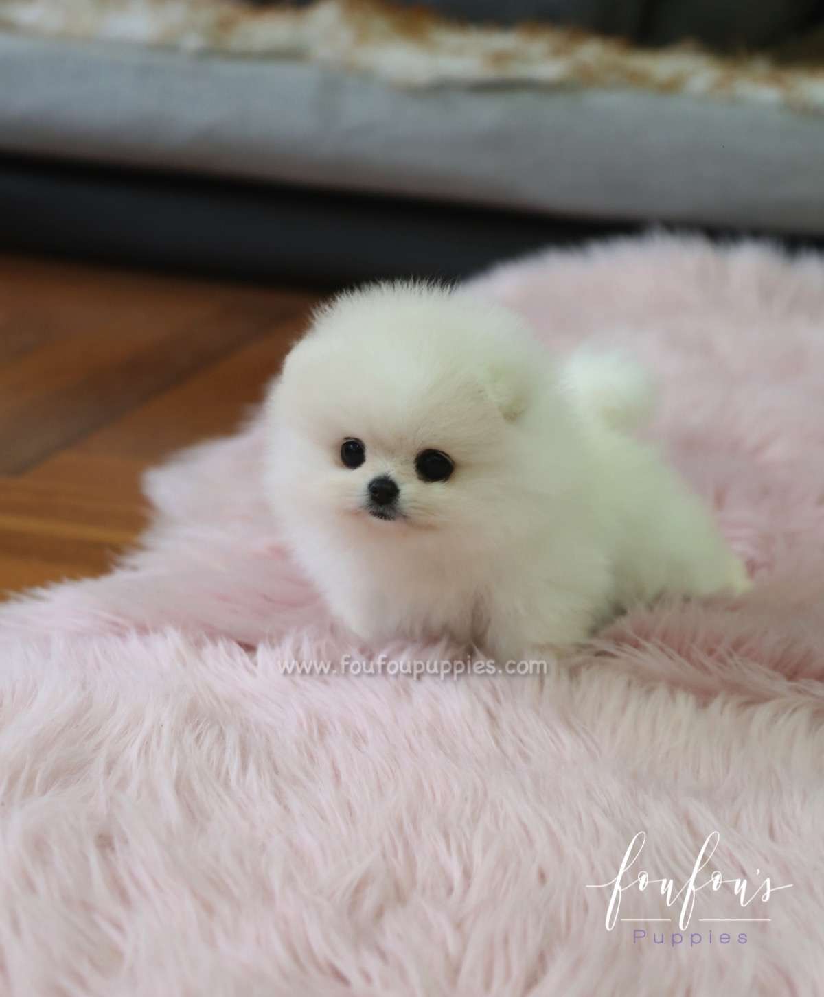 Chloe - Pomeranian F.
