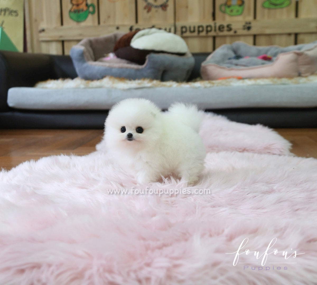 Chloe - Pomeranian F.