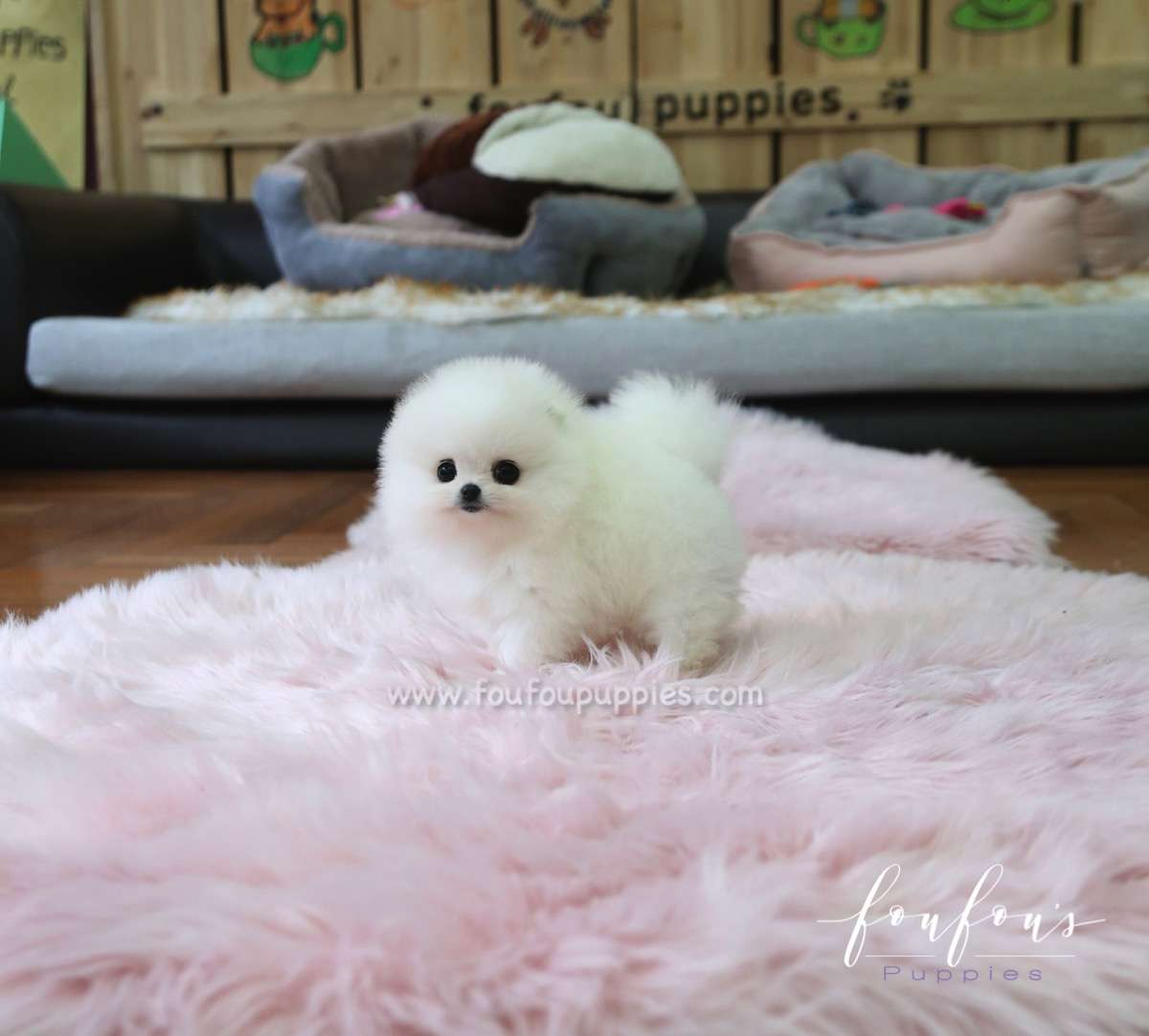 Chloe - Pomeranian F.