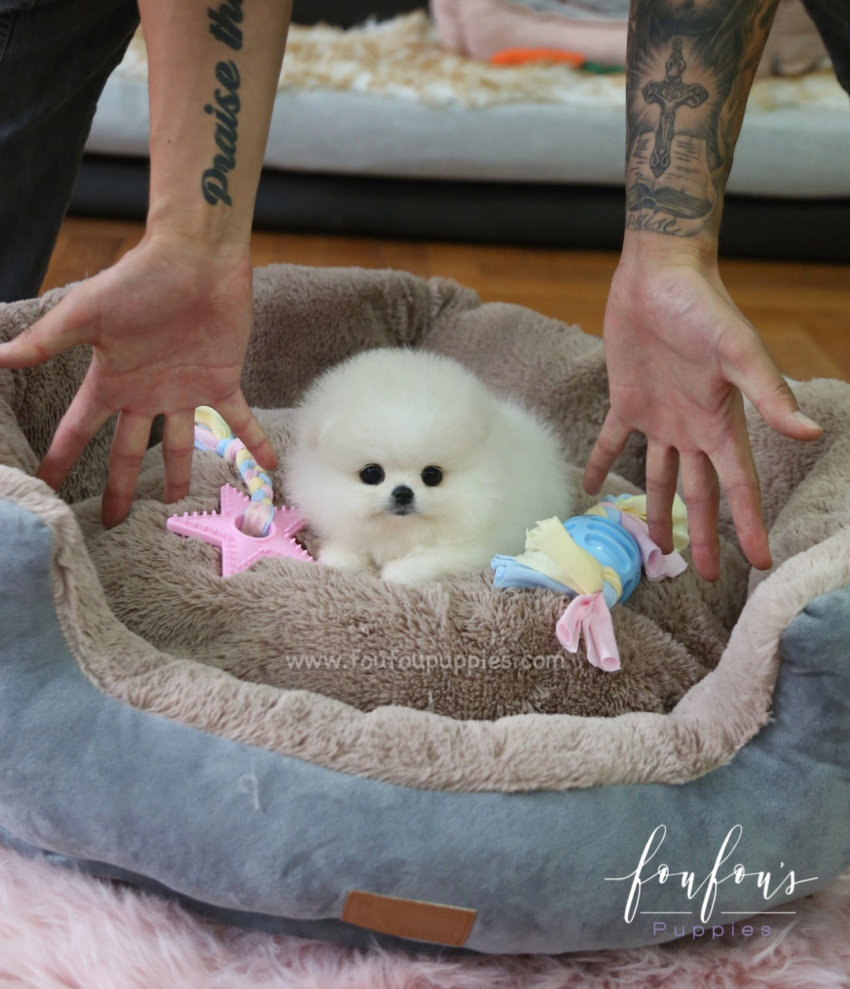 Chloe - Pomeranian F.