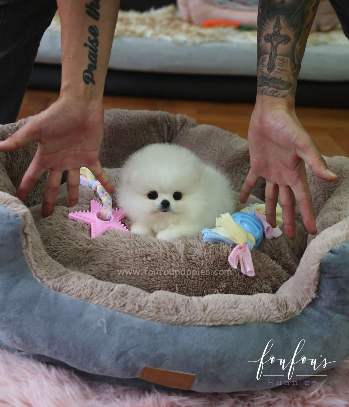 Chloe - Pomeranian F.