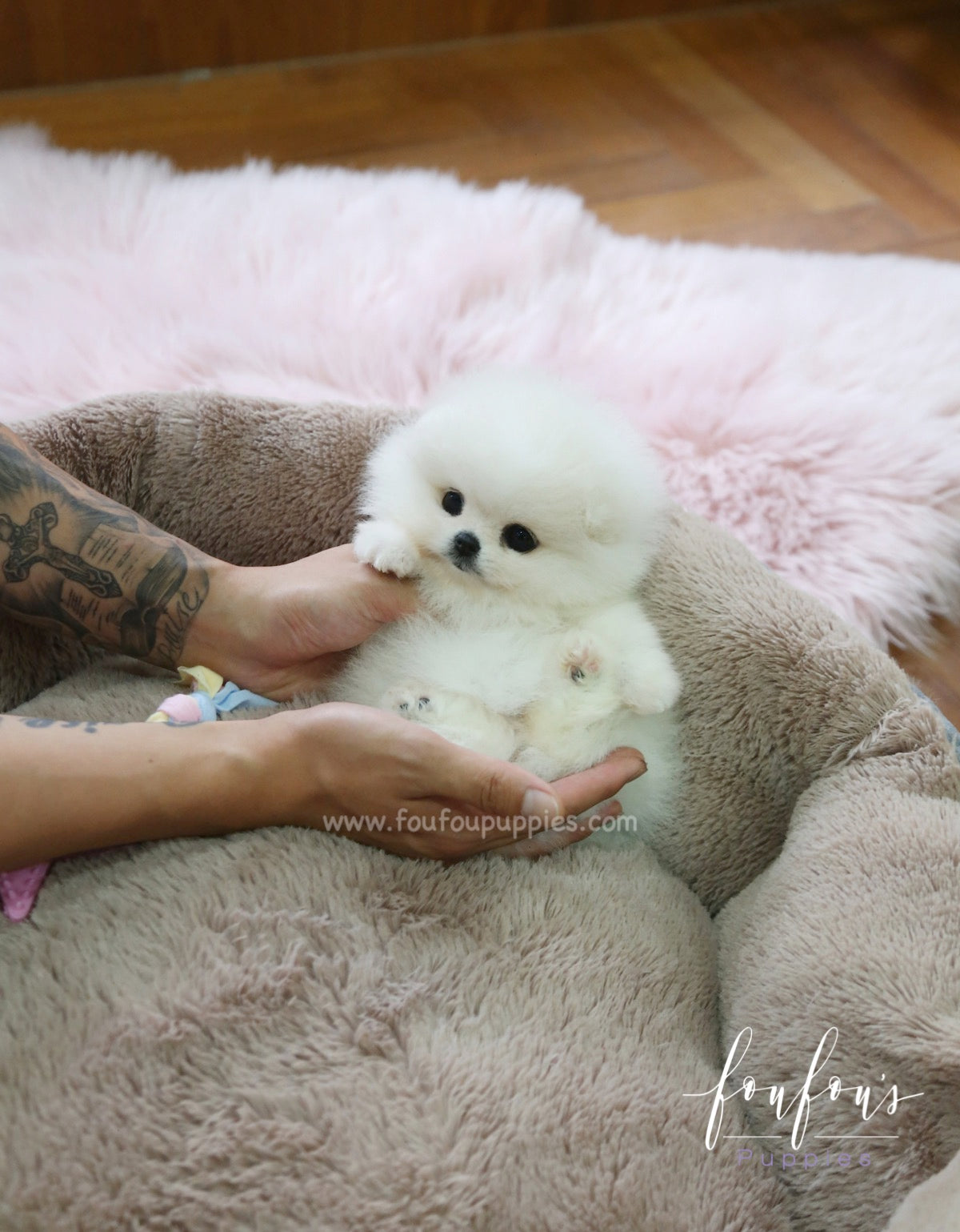 Chloe - Pomeranian F.