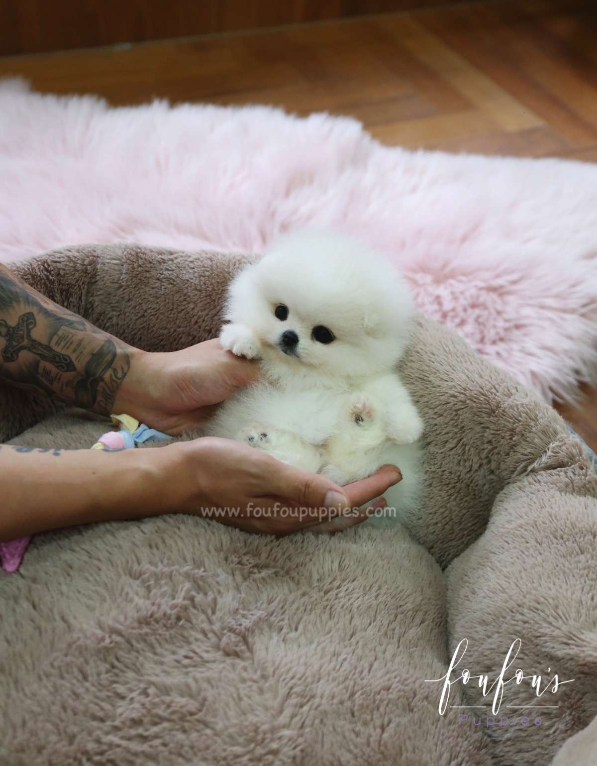 Chloe - Pomeranian F.