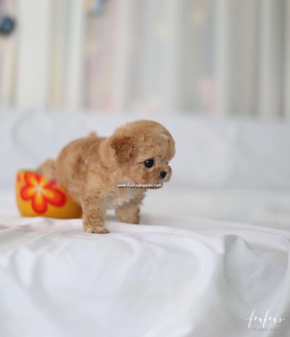Kimbo - Maltipoo M.