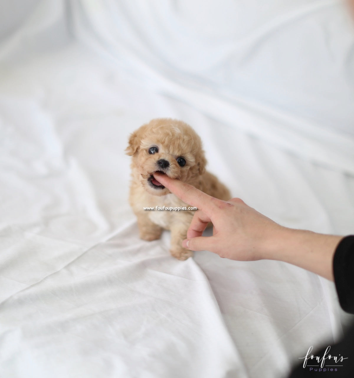 Kimbo - Maltipoo M.
