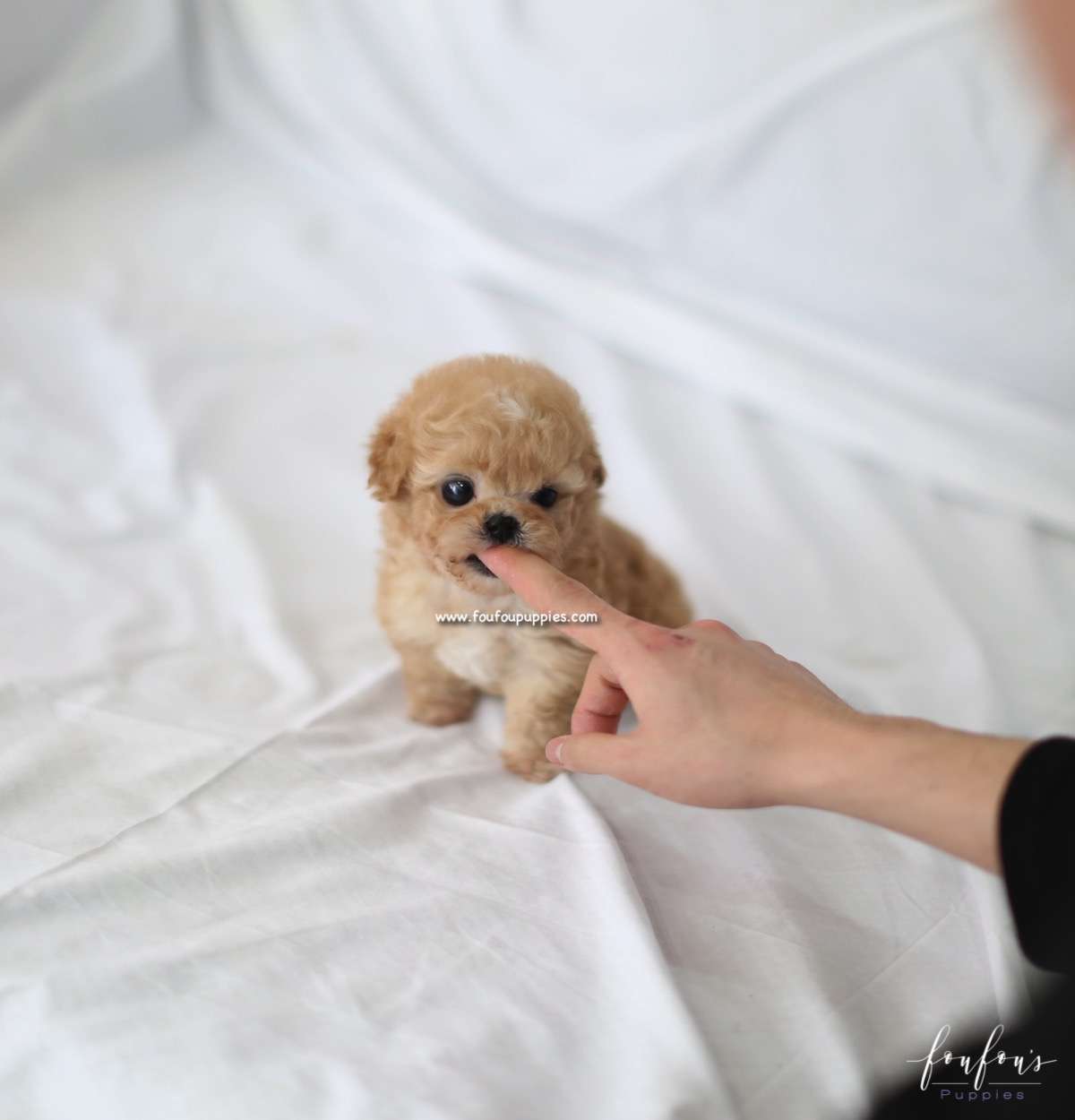 Kimbo - Maltipoo M.