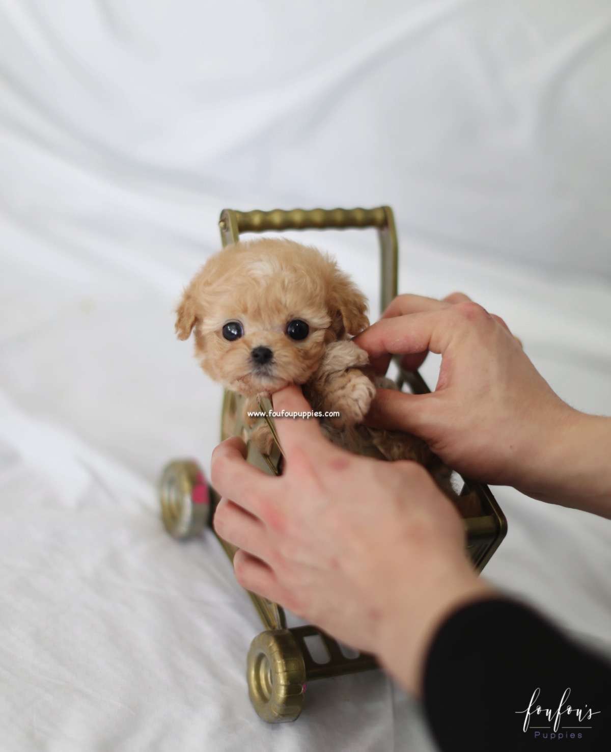 Kimbo - Maltipoo M.