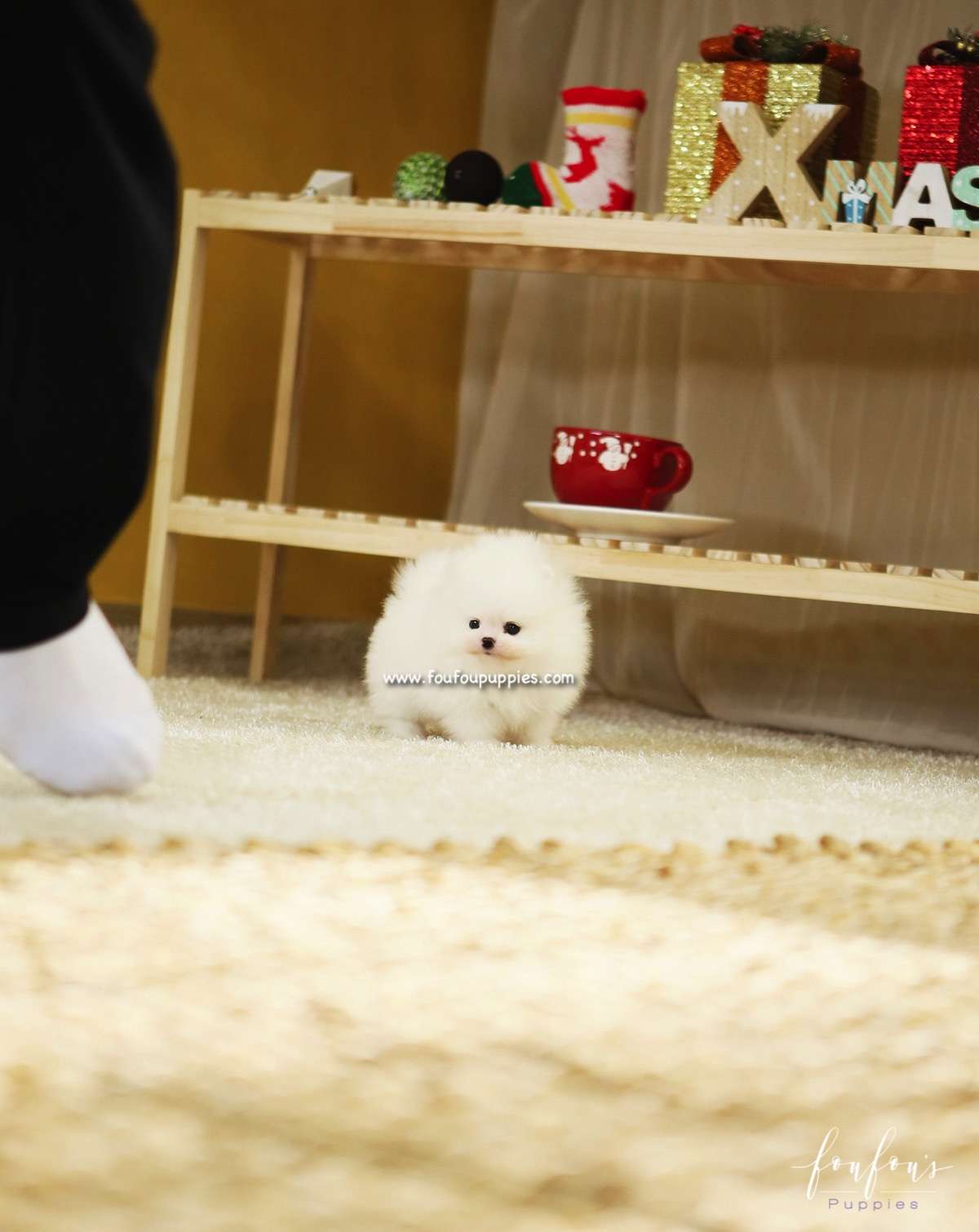Duke - Pomeranian M.