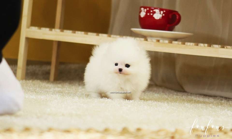 Duke - Pomeranian M.