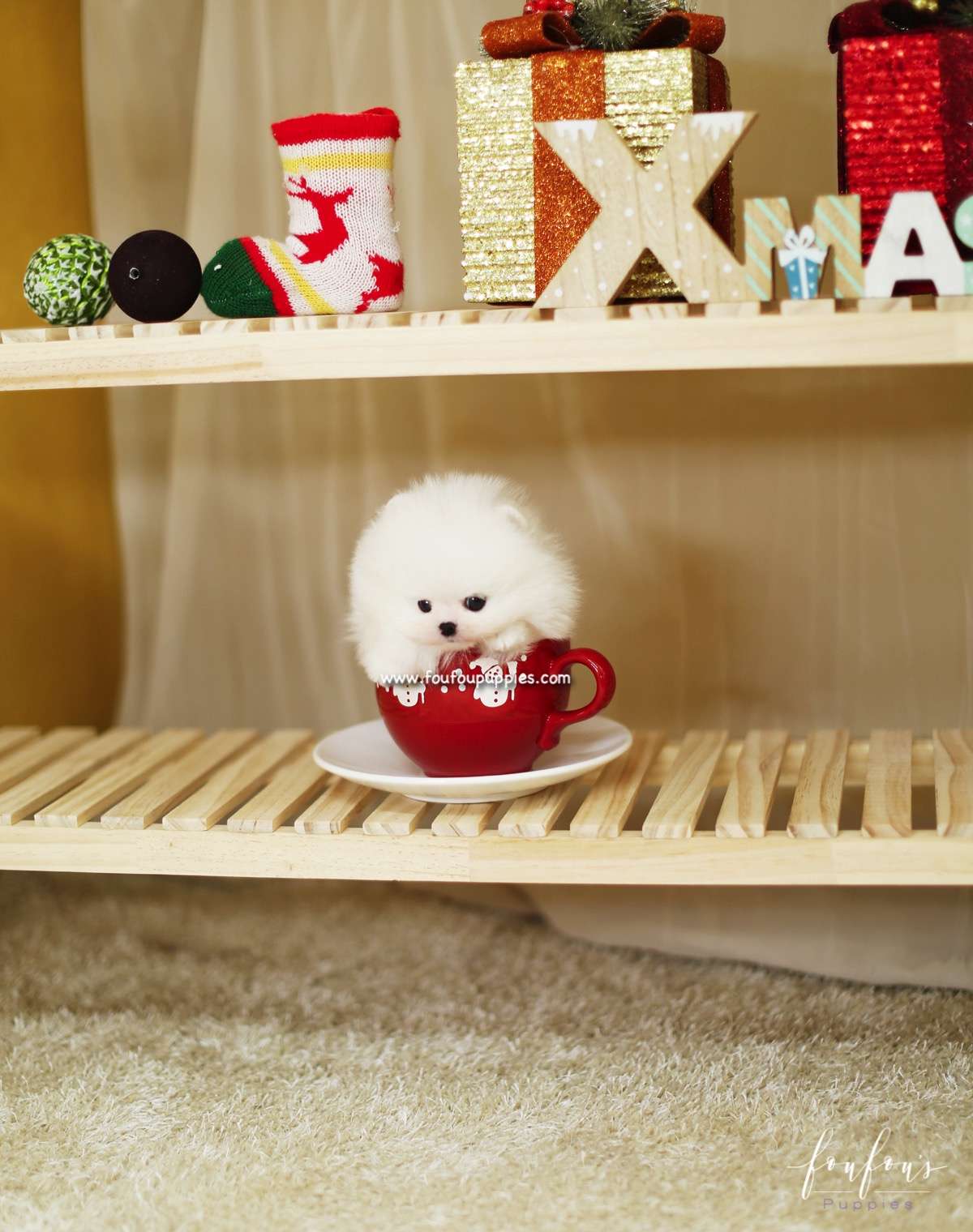 Duke - Pomeranian M.