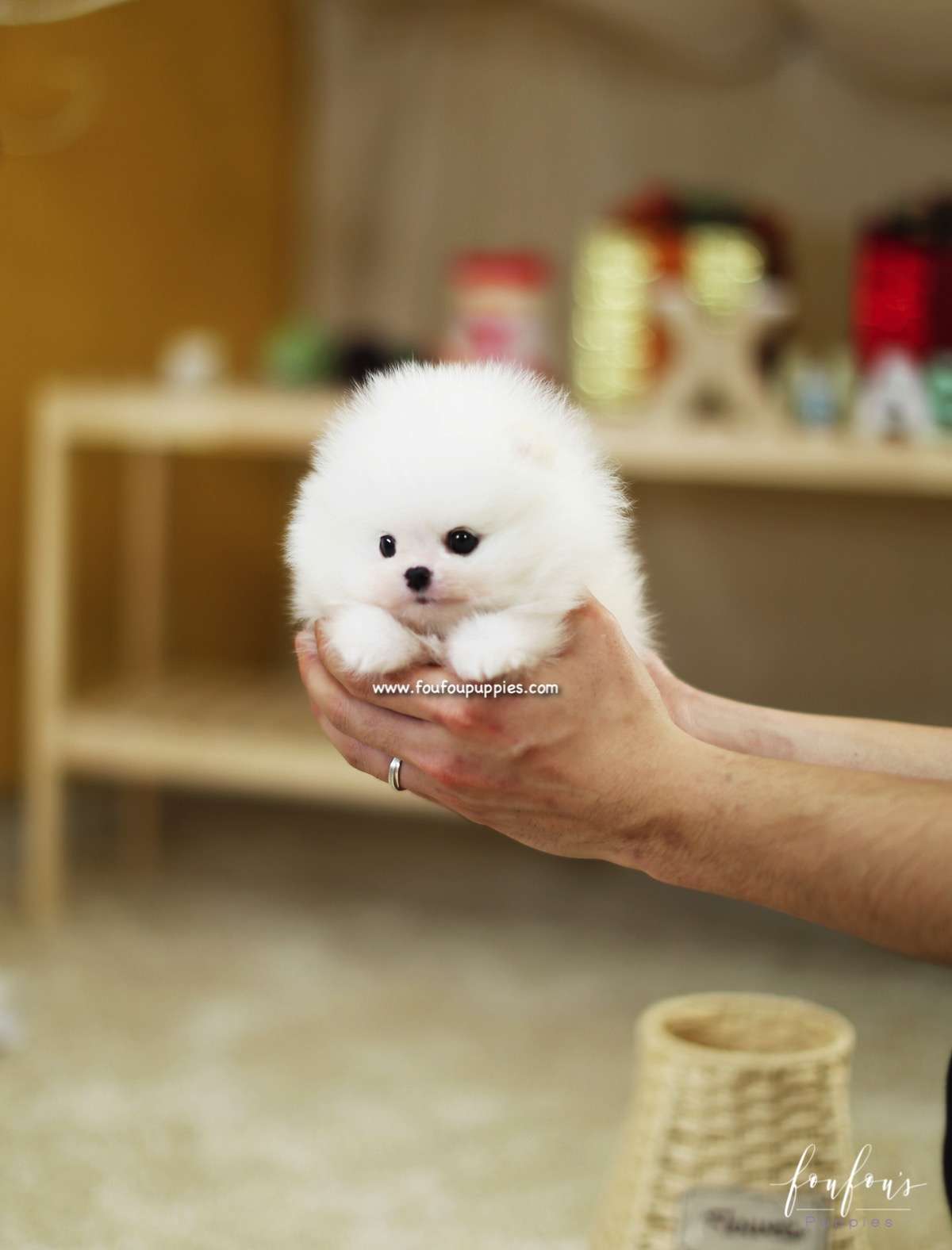 Duke - Pomeranian M.