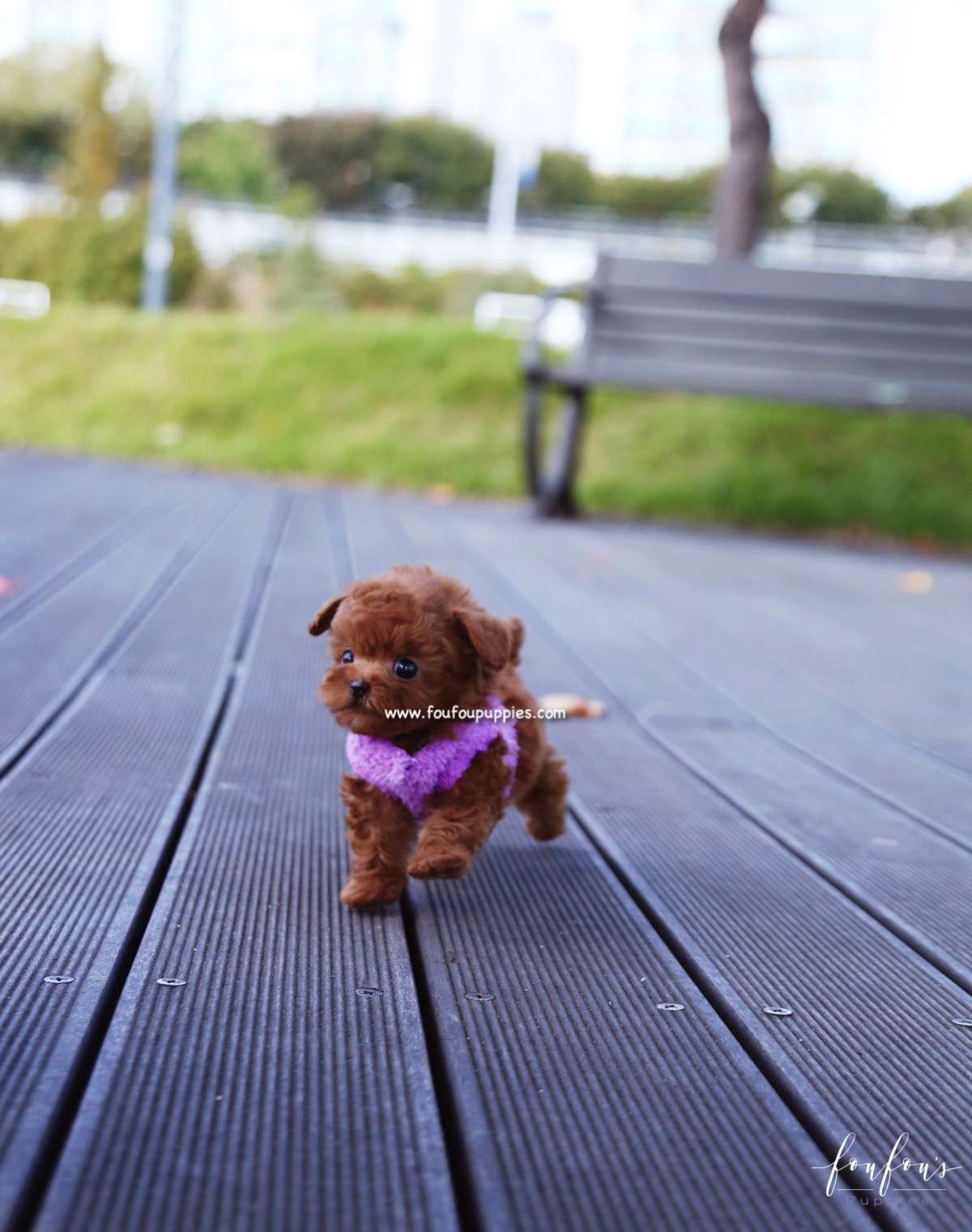 Kisses - Poodle F.