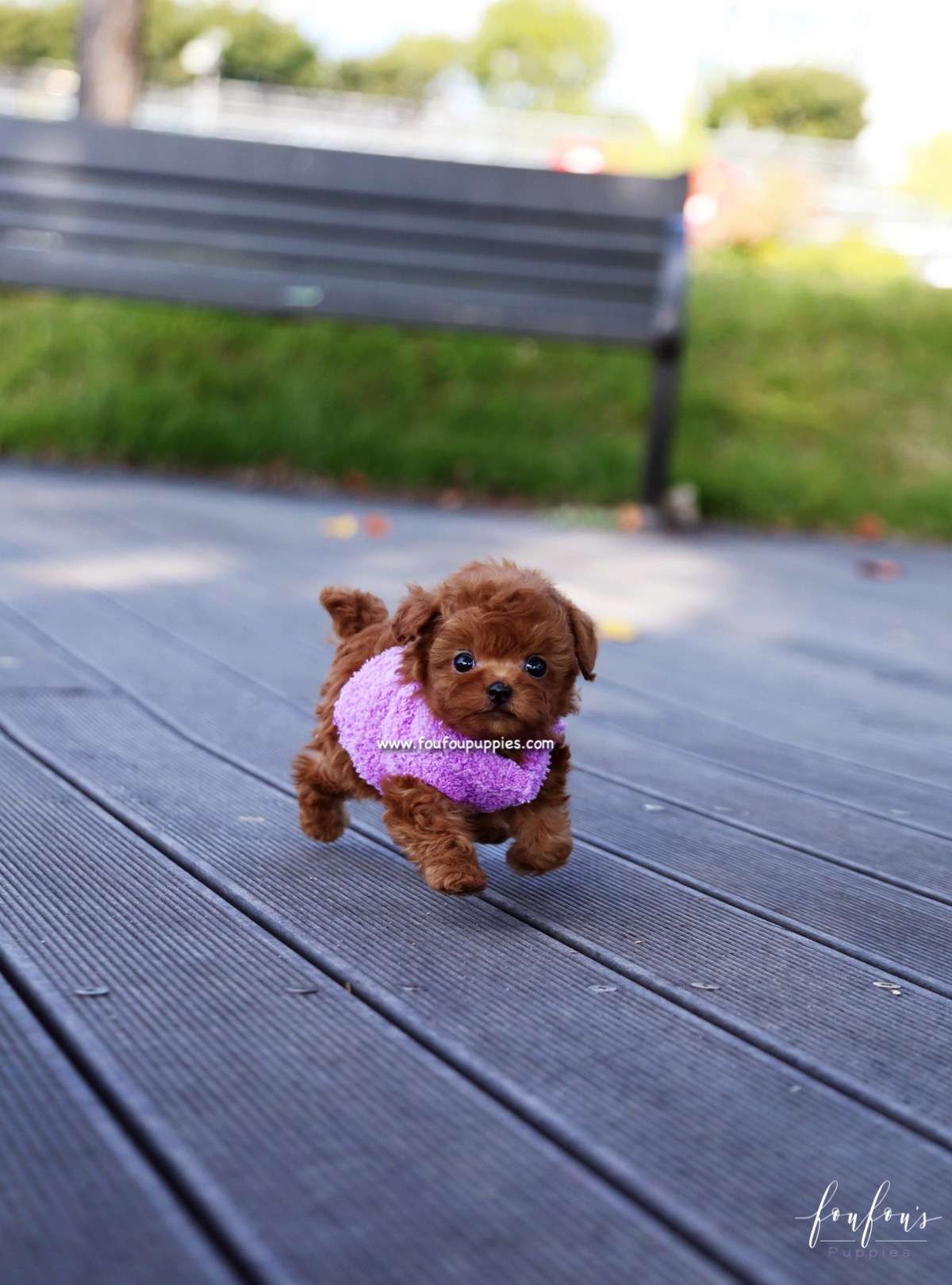 Kisses - Poodle F.