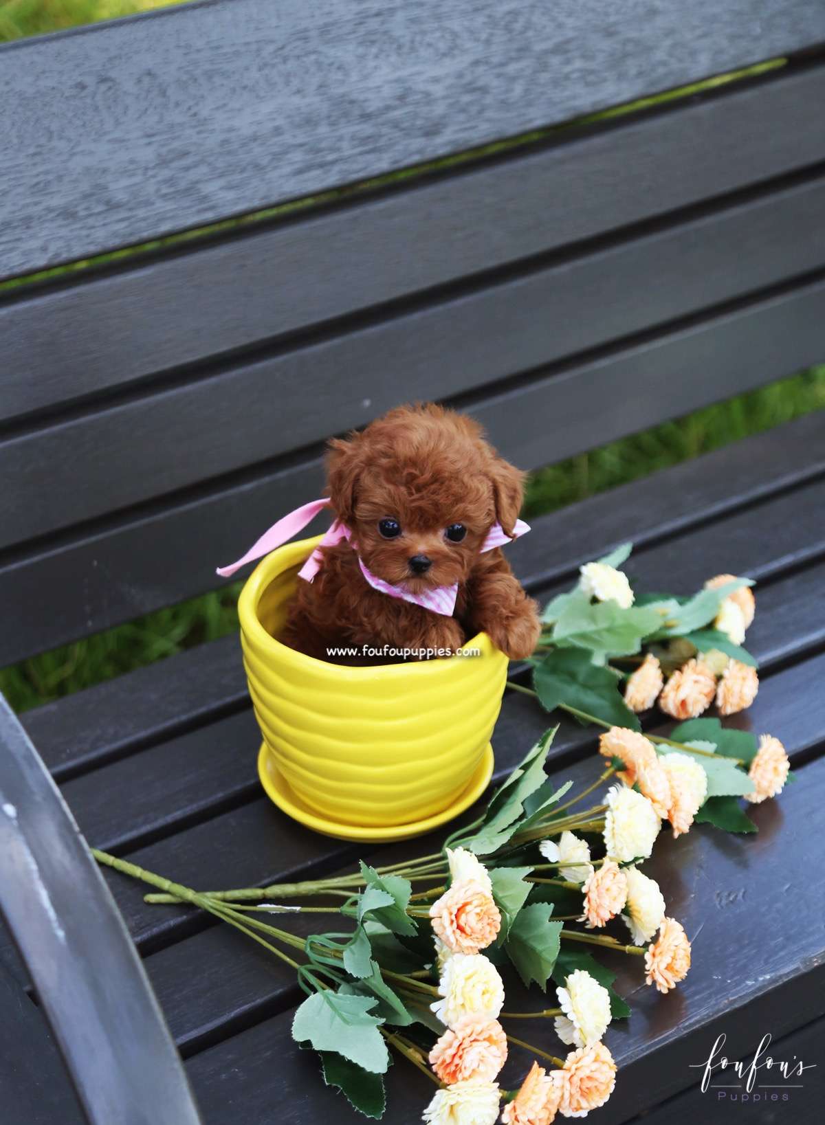 Kisses - Poodle F.