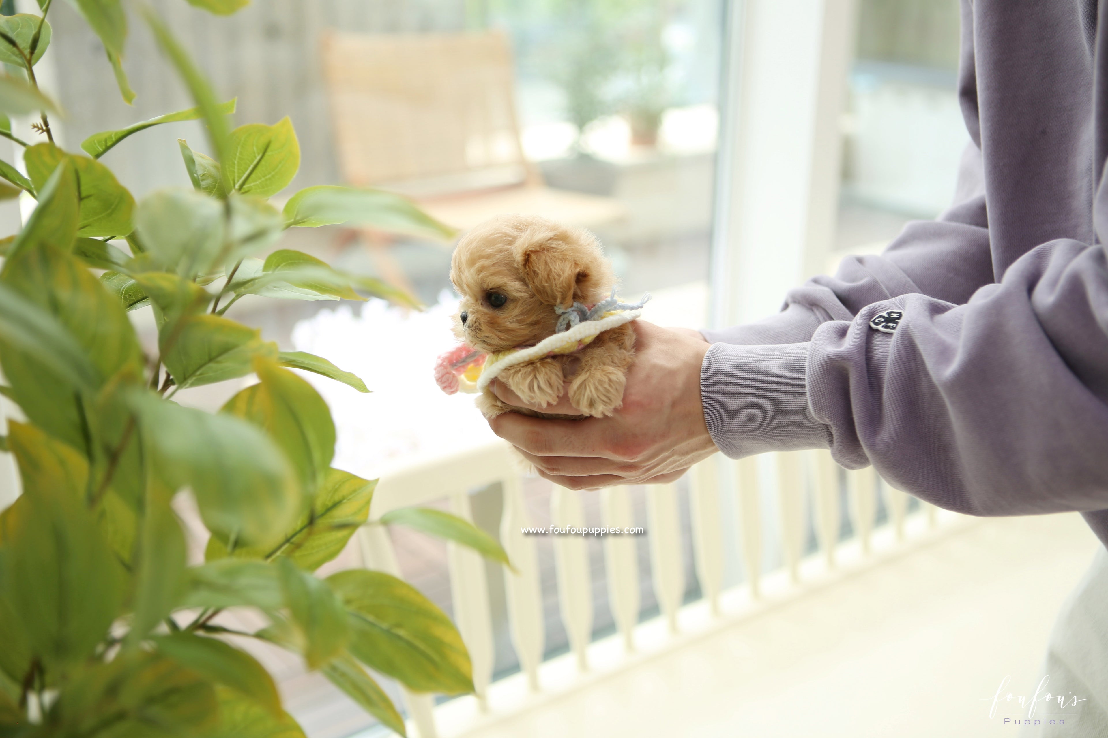 Kissme - Maltipoo F.