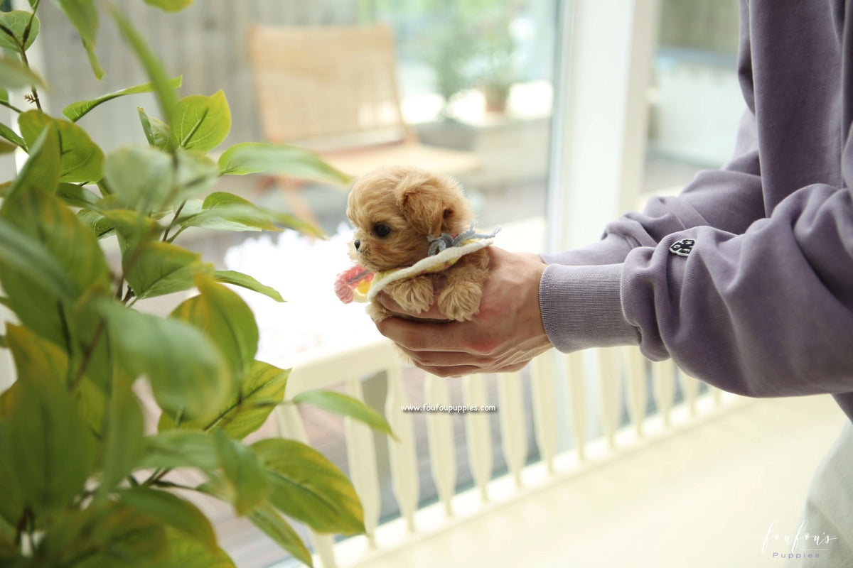 Kissme - Maltipoo F.