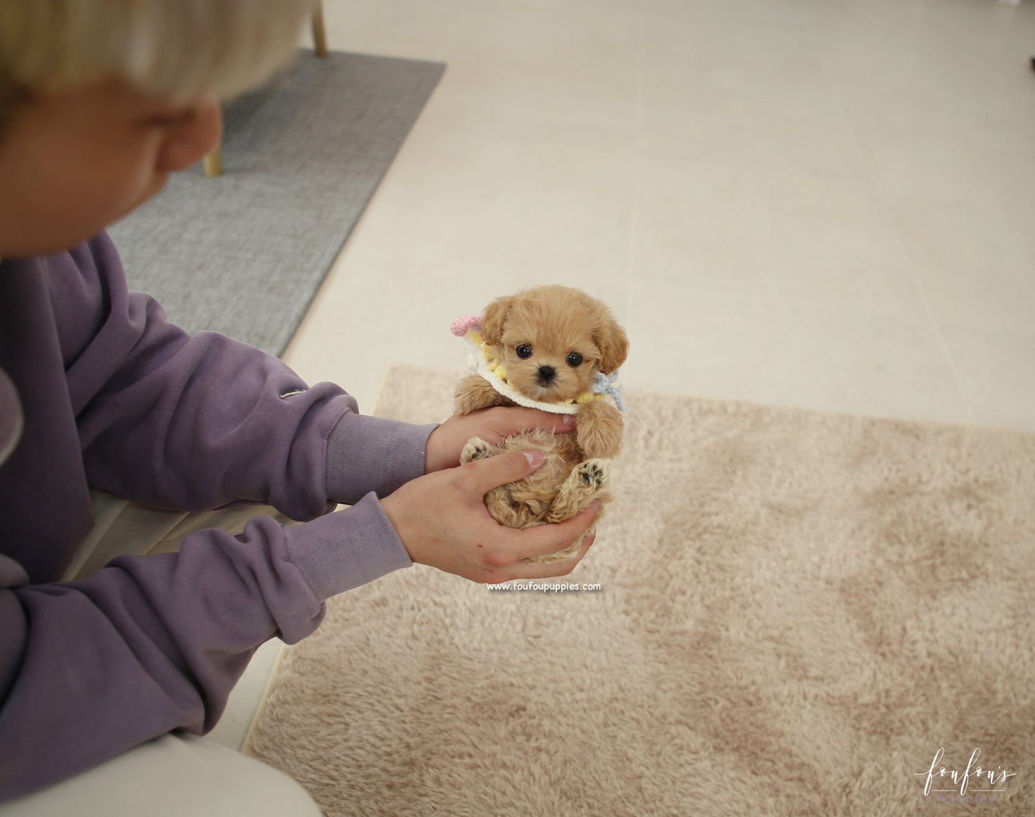Kissme - Maltipoo F.
