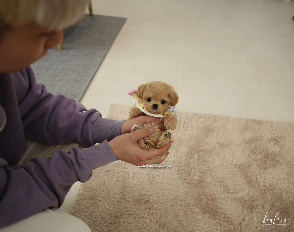 Kissme - Maltipoo F.