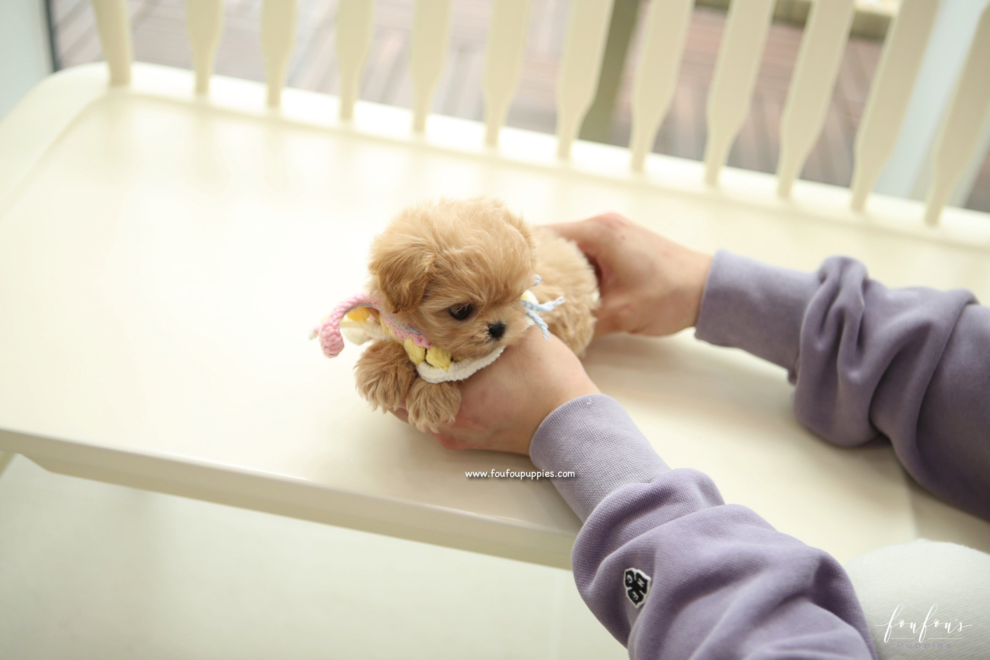 Kissme - Maltipoo F.