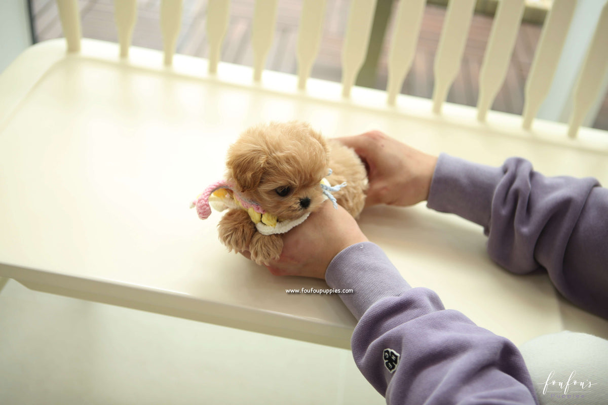 Kissme - Maltipoo F.