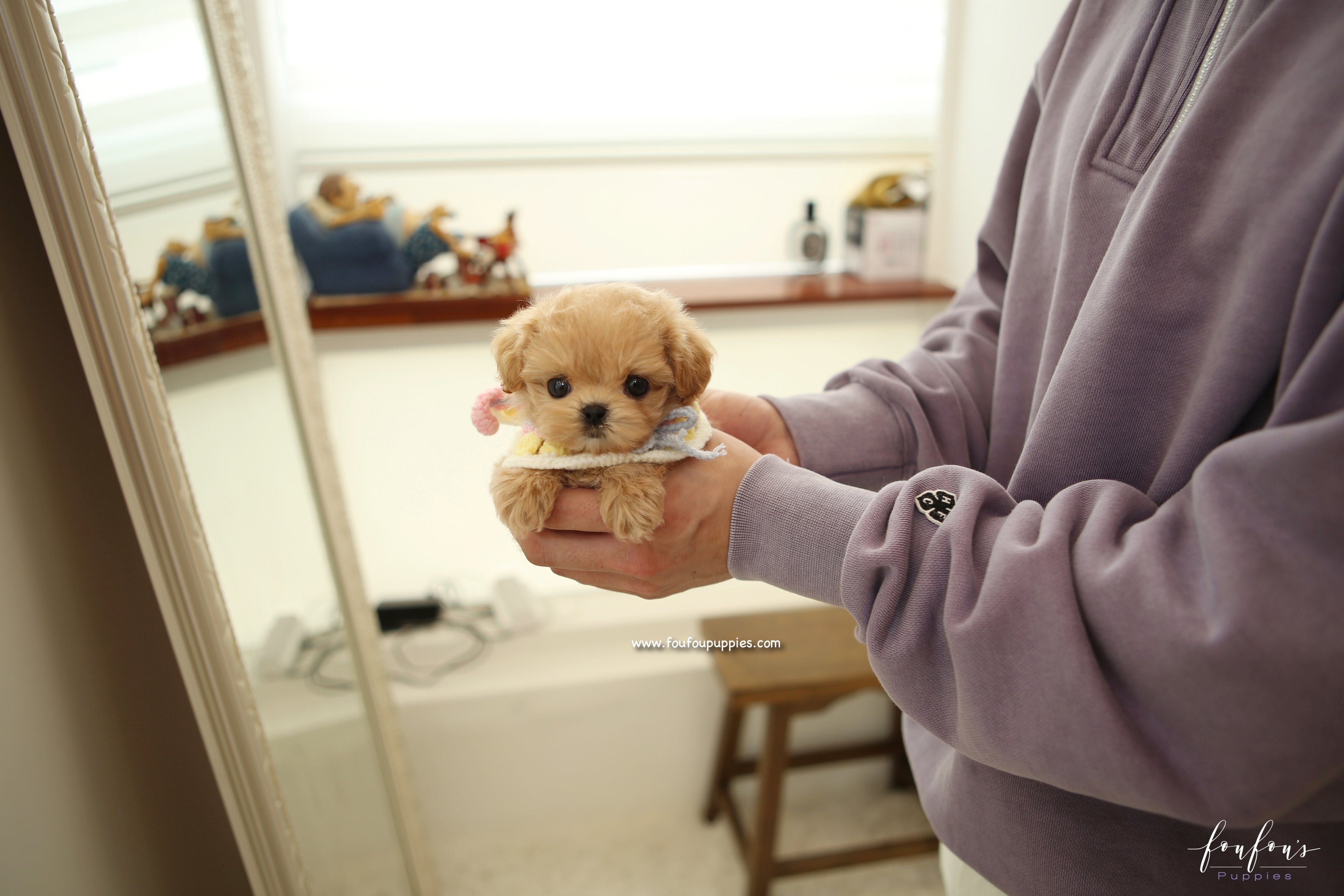 Kissme - Maltipoo F.