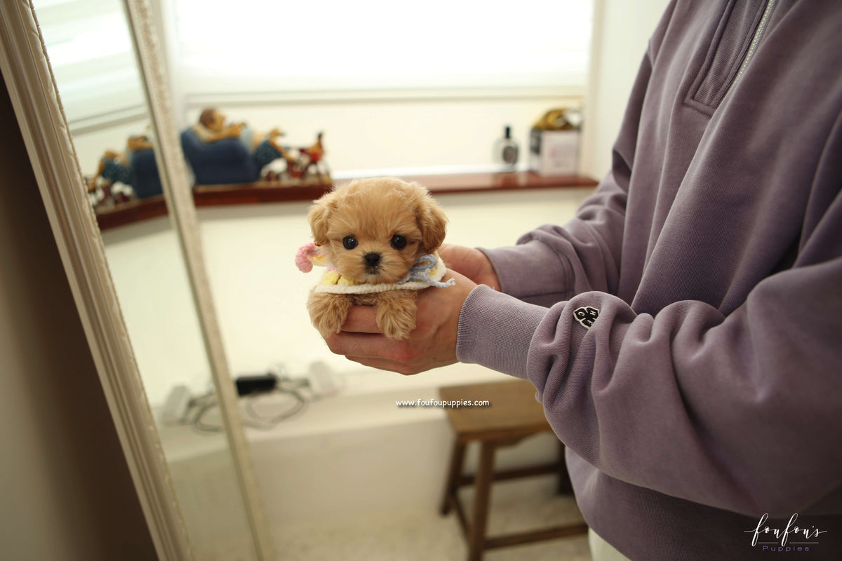 Kissme - Maltipoo F.