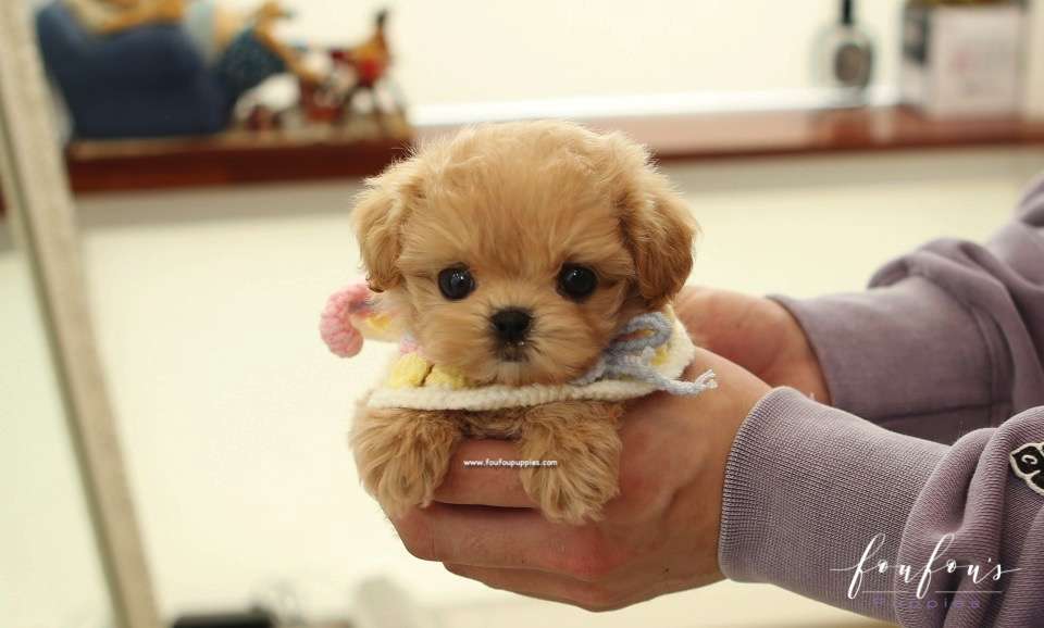Kissme - Maltipoo F.
