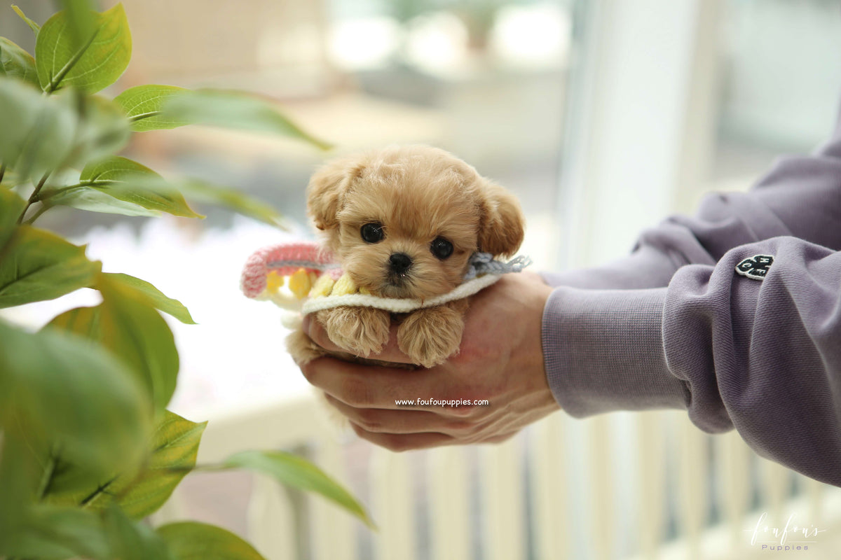 Kissme - Maltipoo F.