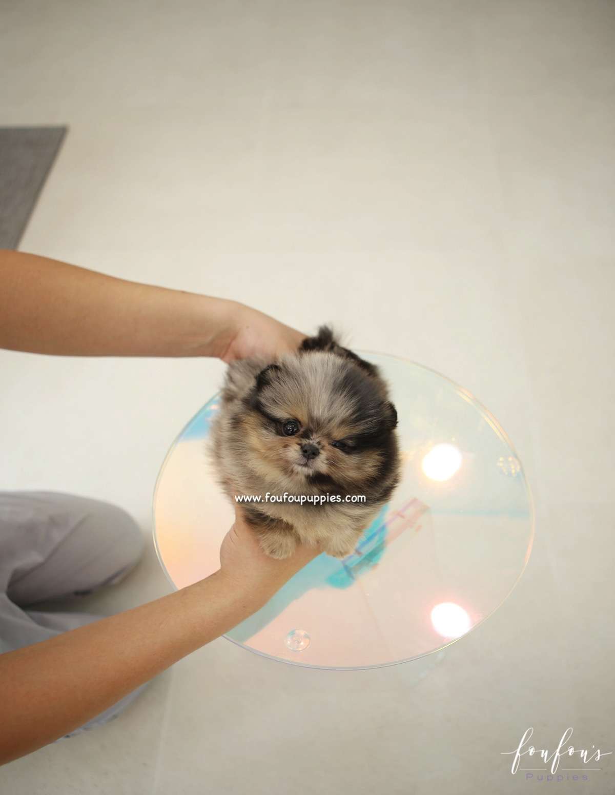 Kiwi - Pomeranian F.