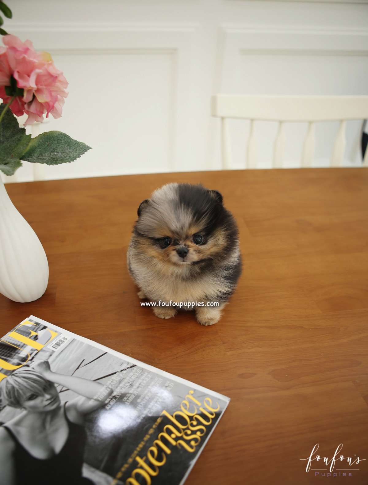Kiwi - Pomeranian F.