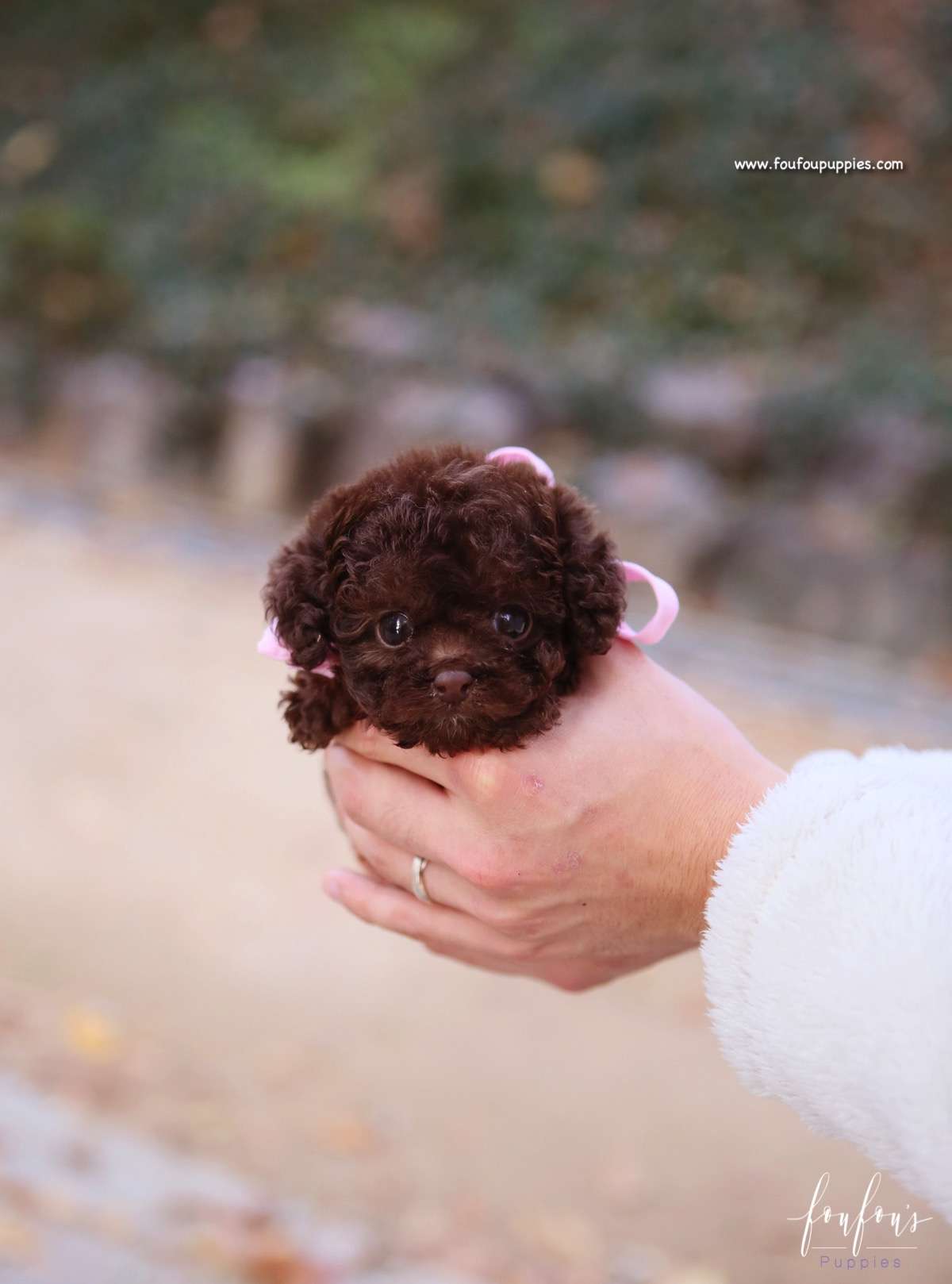 Kobe - Poodle M.