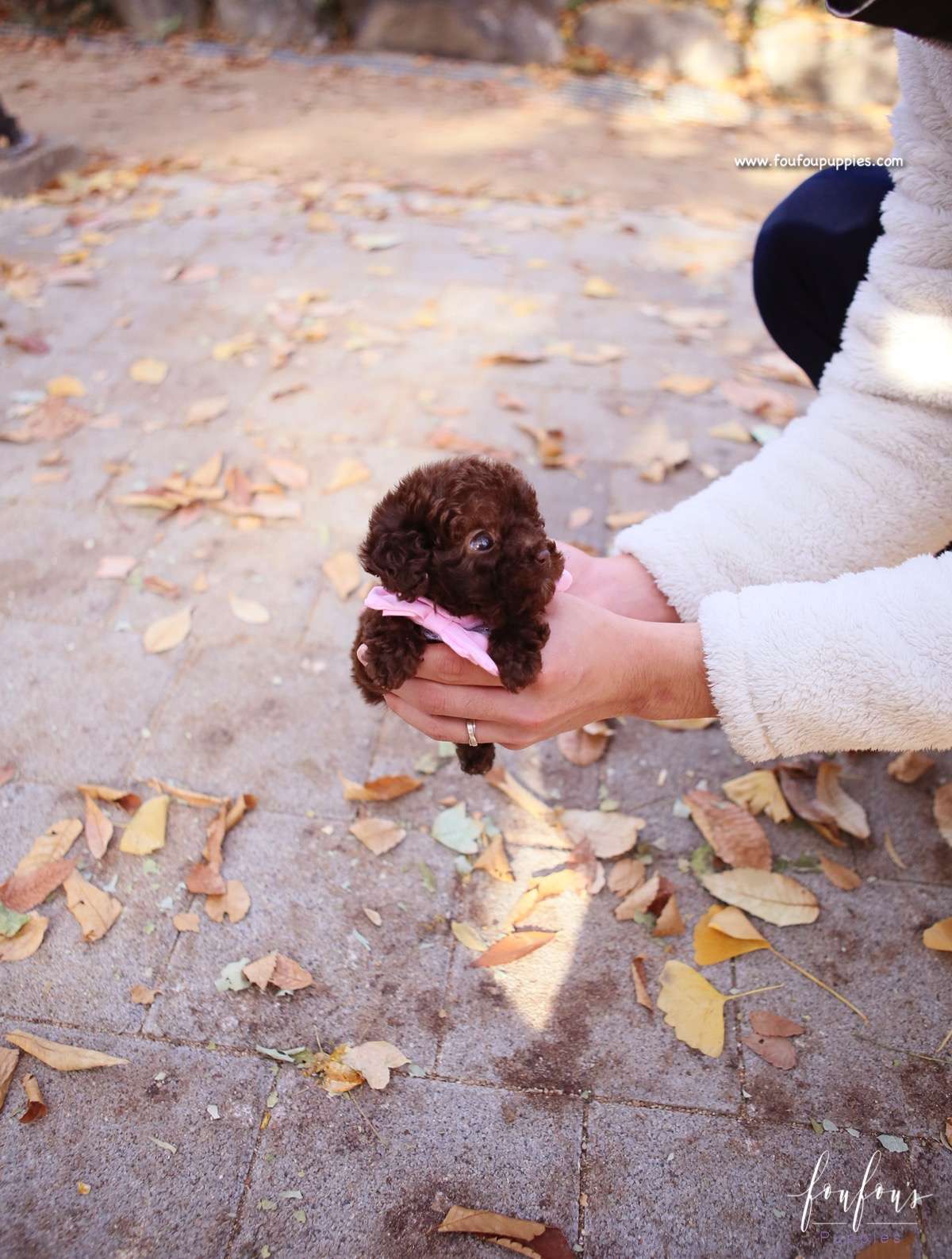 Kobe - Poodle M.