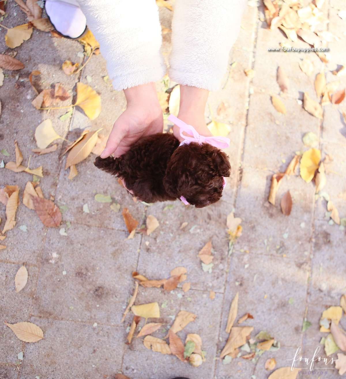 Kobe - Poodle M.