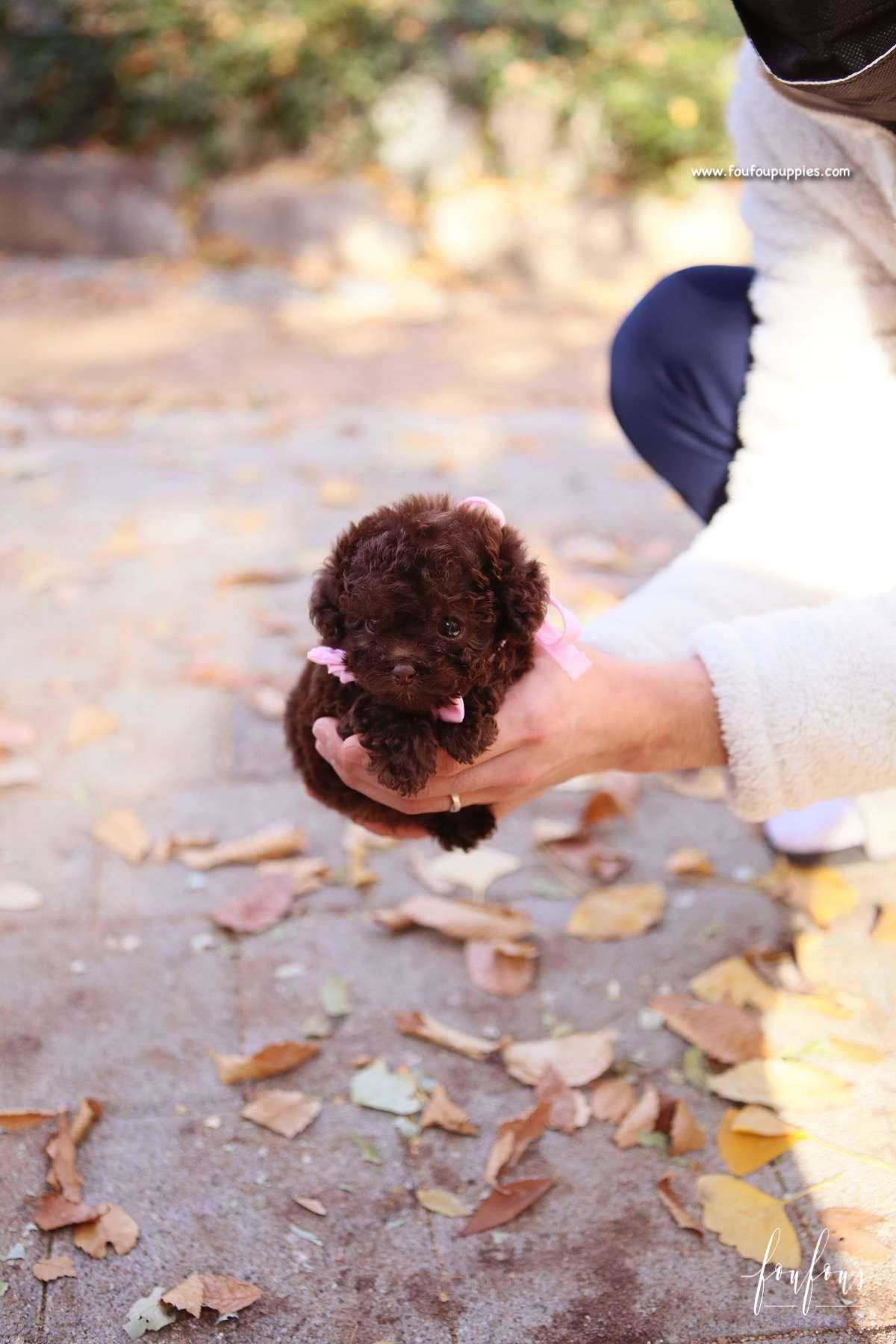 Kobe - Poodle M.