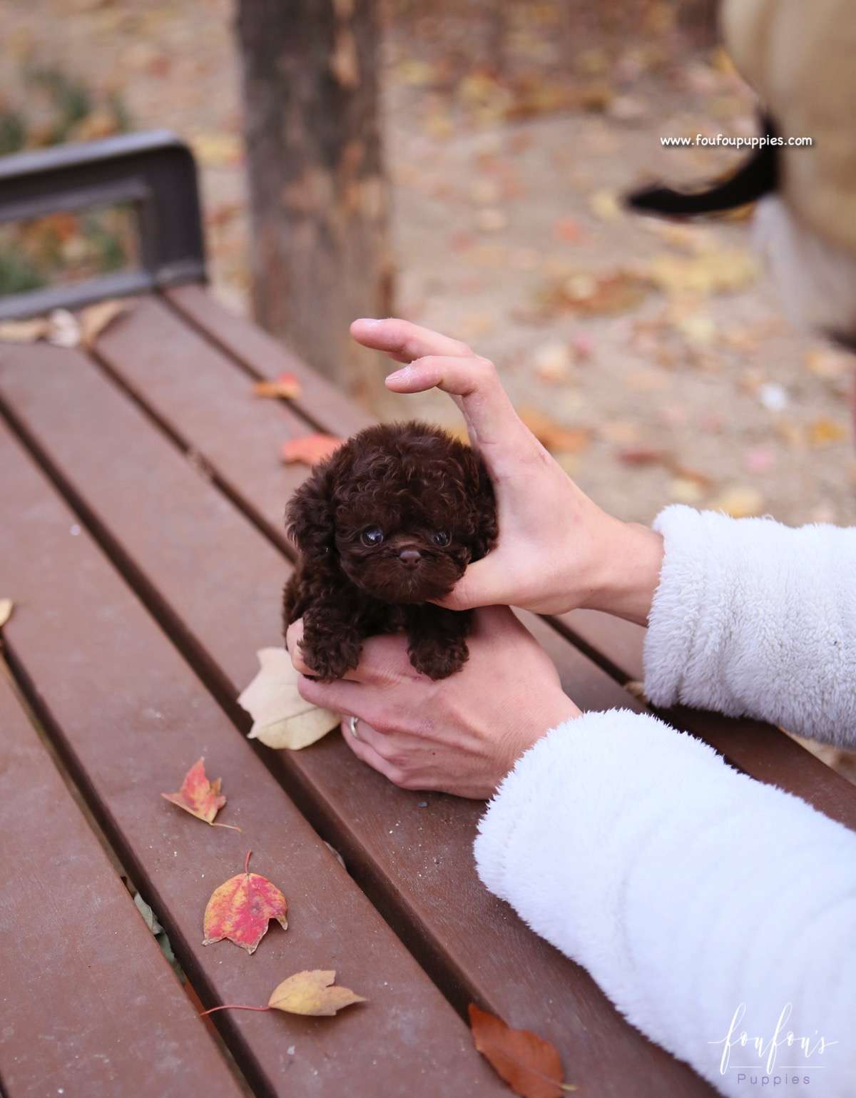 Kobe - Poodle M.