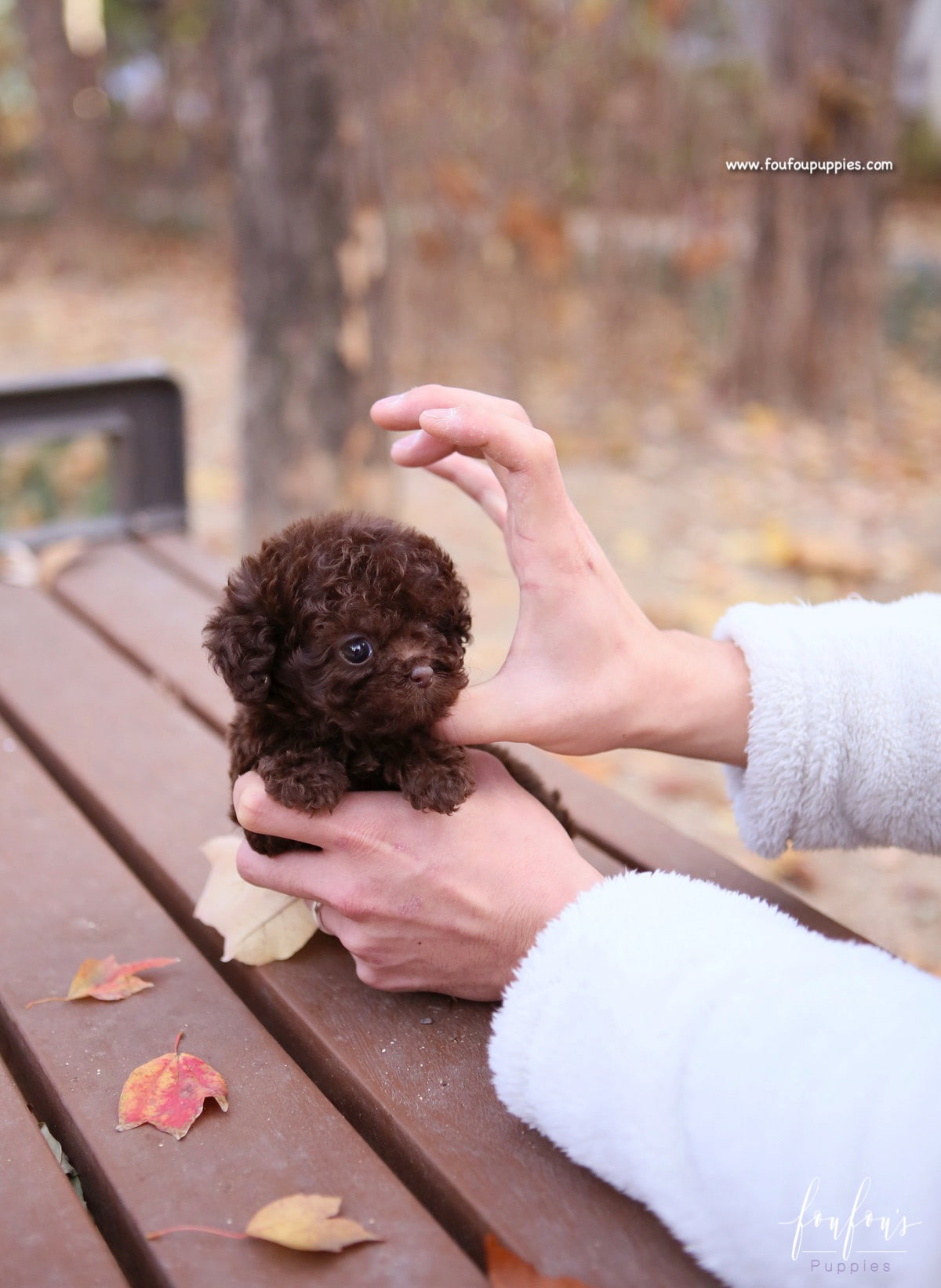 Kobe - Poodle M.