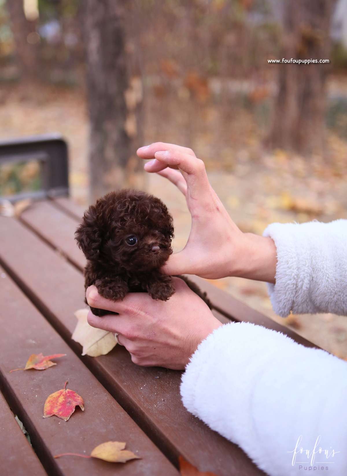 Kobe - Poodle M.