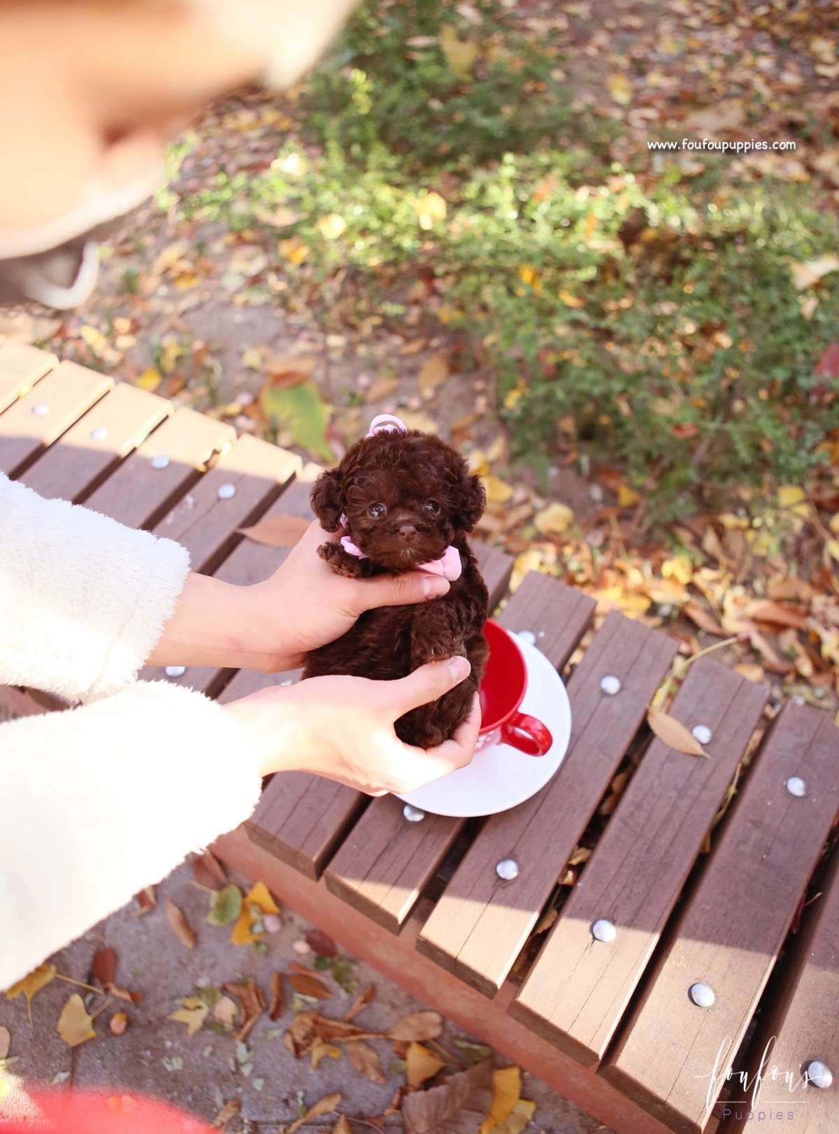 Kobe - Poodle M.