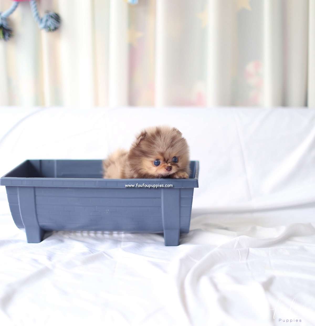 Duke - Pomeranian M.