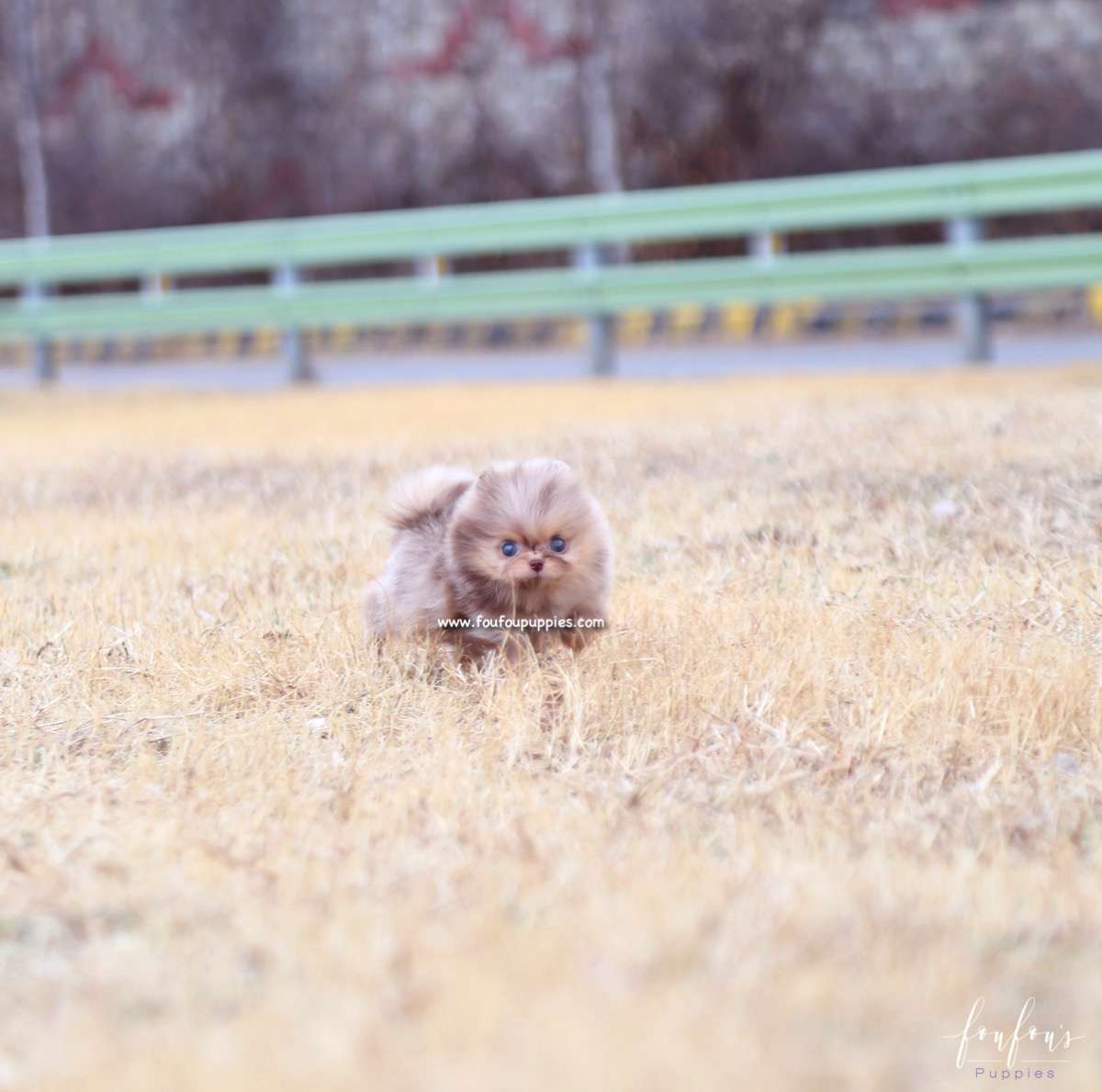 Duke - Pomeranian M.