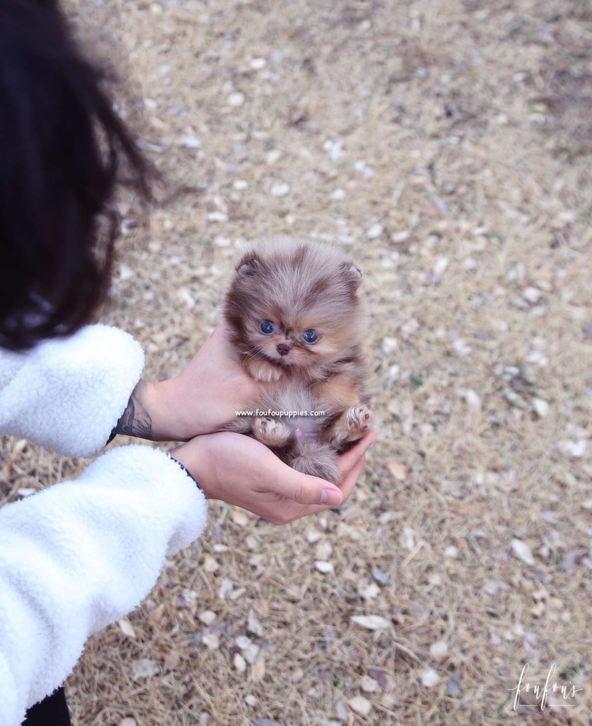 Duke - Pomeranian M.
