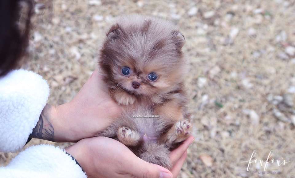 Duke - Pomeranian M.